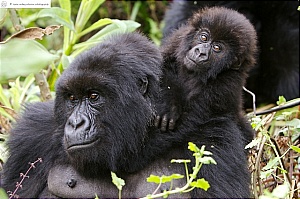 bwindi national park uganda